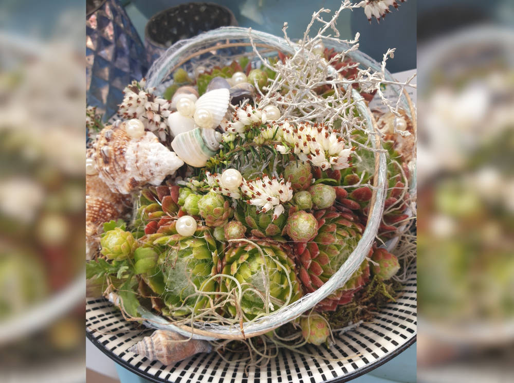 Tischdekoration. Arrangement aus Sukkulenten, ergänzt durch Muschelschalen und Perlen.