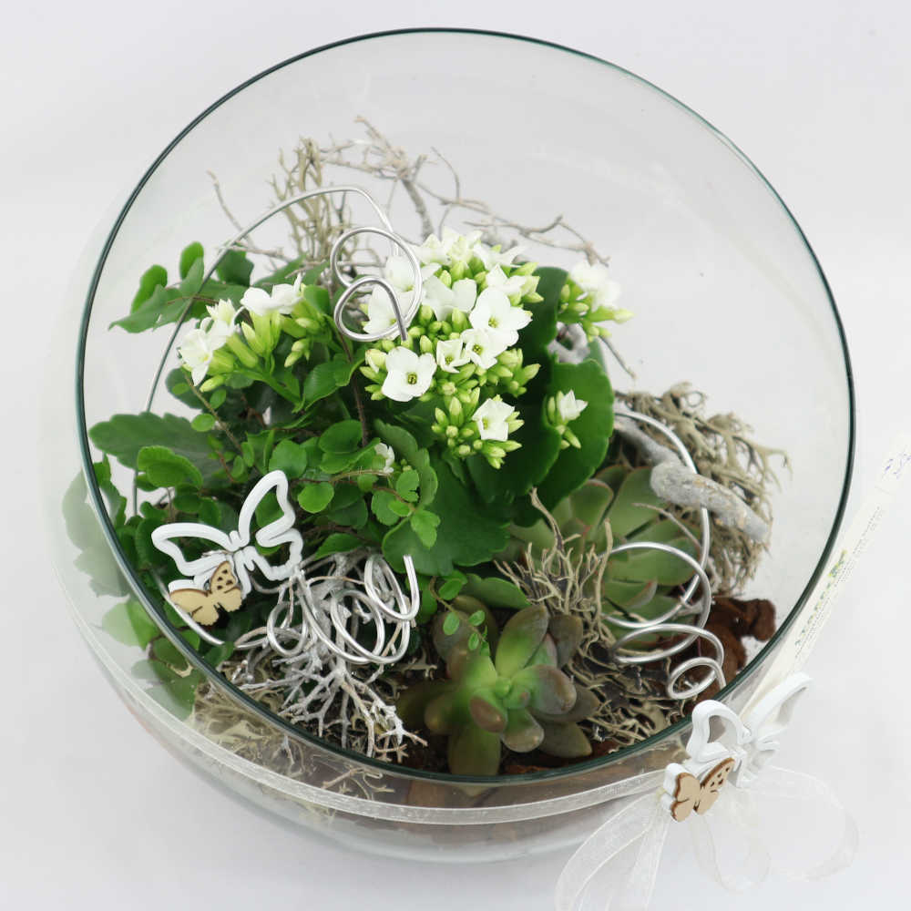  Ein bauchige Glasvase, dekorativ bepflanzt mit Sukklenten und Farn. Im Mittelpunkt steht das weiß blühende, Flammende Käthchen. 