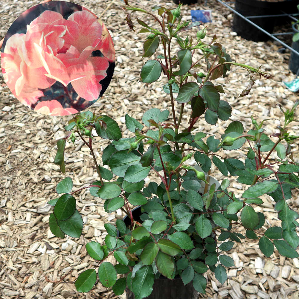  Eine ca. 25 - 30 Zentimeter hohe Kleinstrauchrose mit rosa Blüten. 
