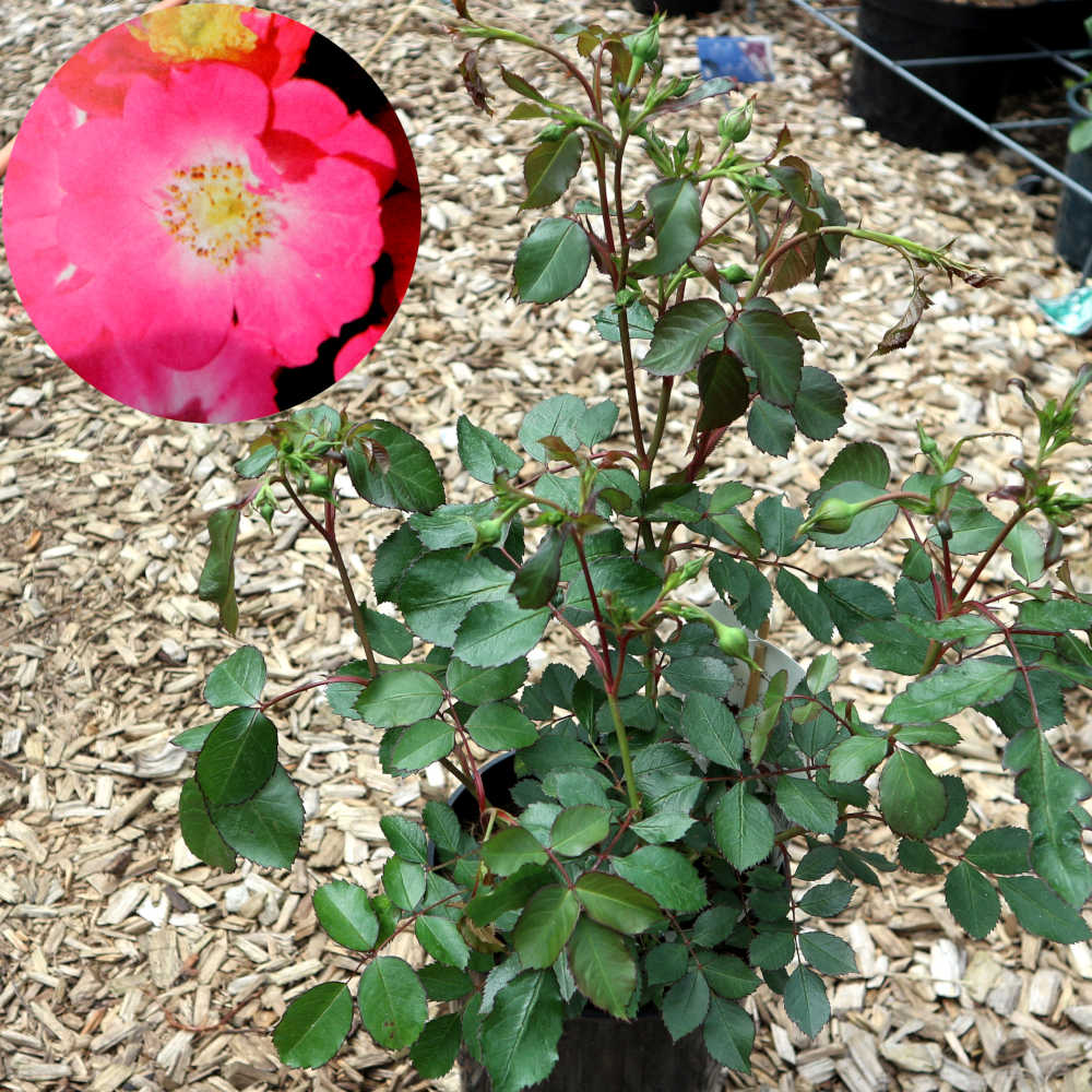  Eine ca. 25 - 30 Zentimeter hohe Kleinstrauchrose mit pinken Blüten. 