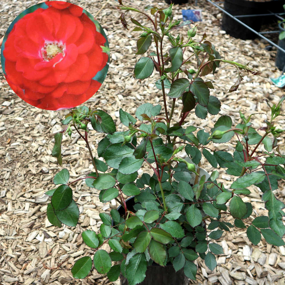  Eine ca. 25 - 30 Zentimeter hohe Kleinstrauchrose mit roten Blüten. 