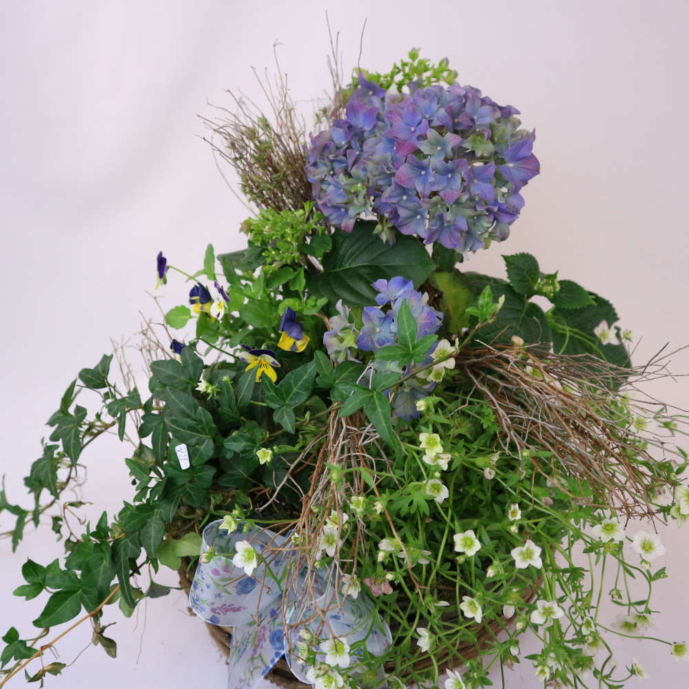  Ein naturnaher, dicht bewachsener Pflanzkorb. Enthalten sind ein blau blühende Hortensie, Hornveilchen und Phlox. 