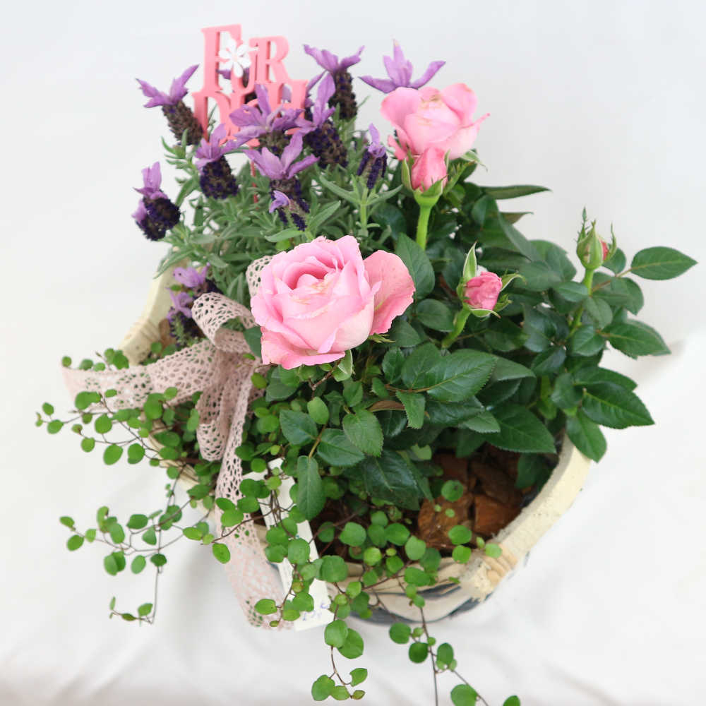 Dieser schöne Flechtkorb wurde mit rosa Rosen, lila Lavendel und Mühlenbeckia bepflanzt und mit einem Stecker 
