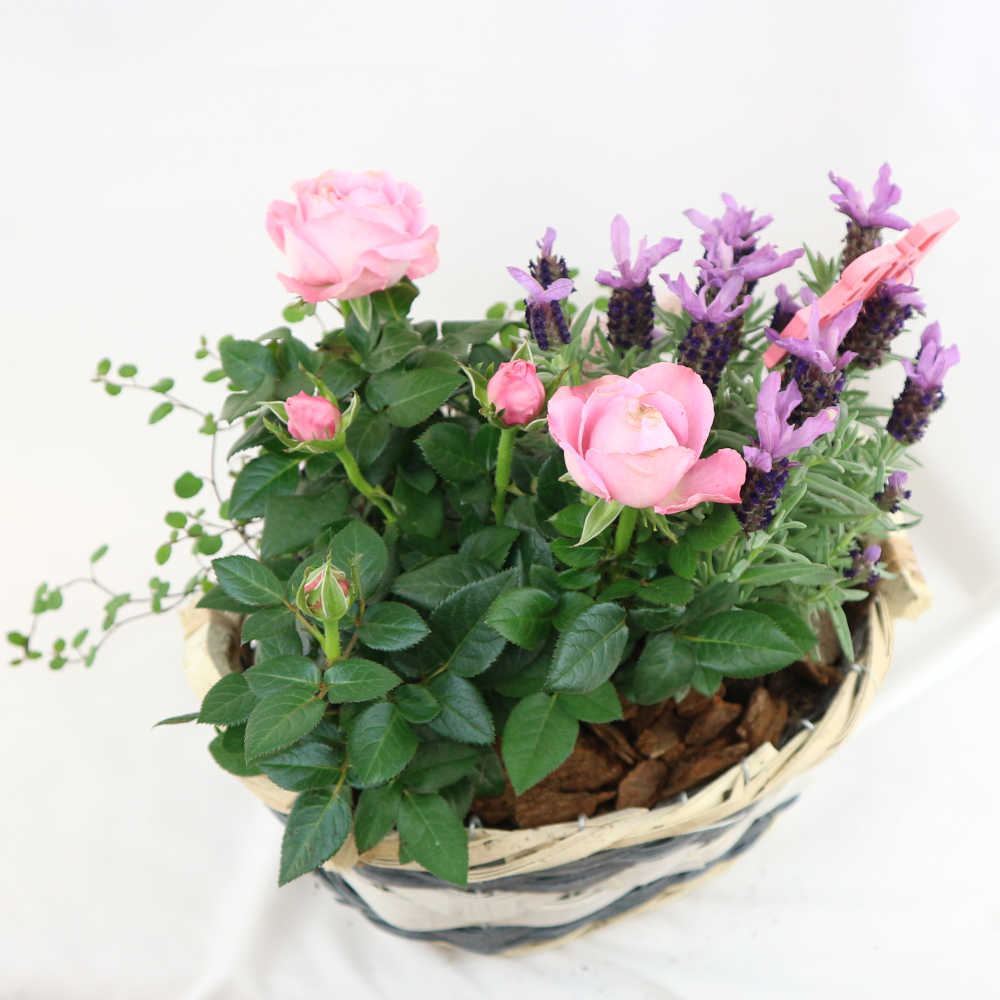 Dieser schöne Flechtkorb wurde mit rosa Rosen, lila Lavendel und Mühlenbeckia bepflanzt und mit einem Stecker 
