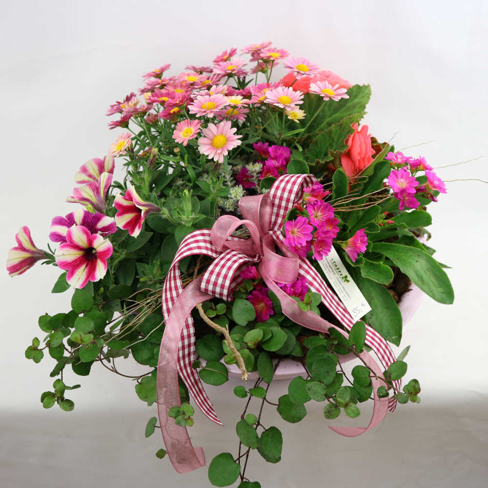  Eine üppig bepflanzte Schale in pink-rosa Farbtönen. Margeriten, Knollenbegonie und Petunie werden von Muehlenbeckia umgeben. 