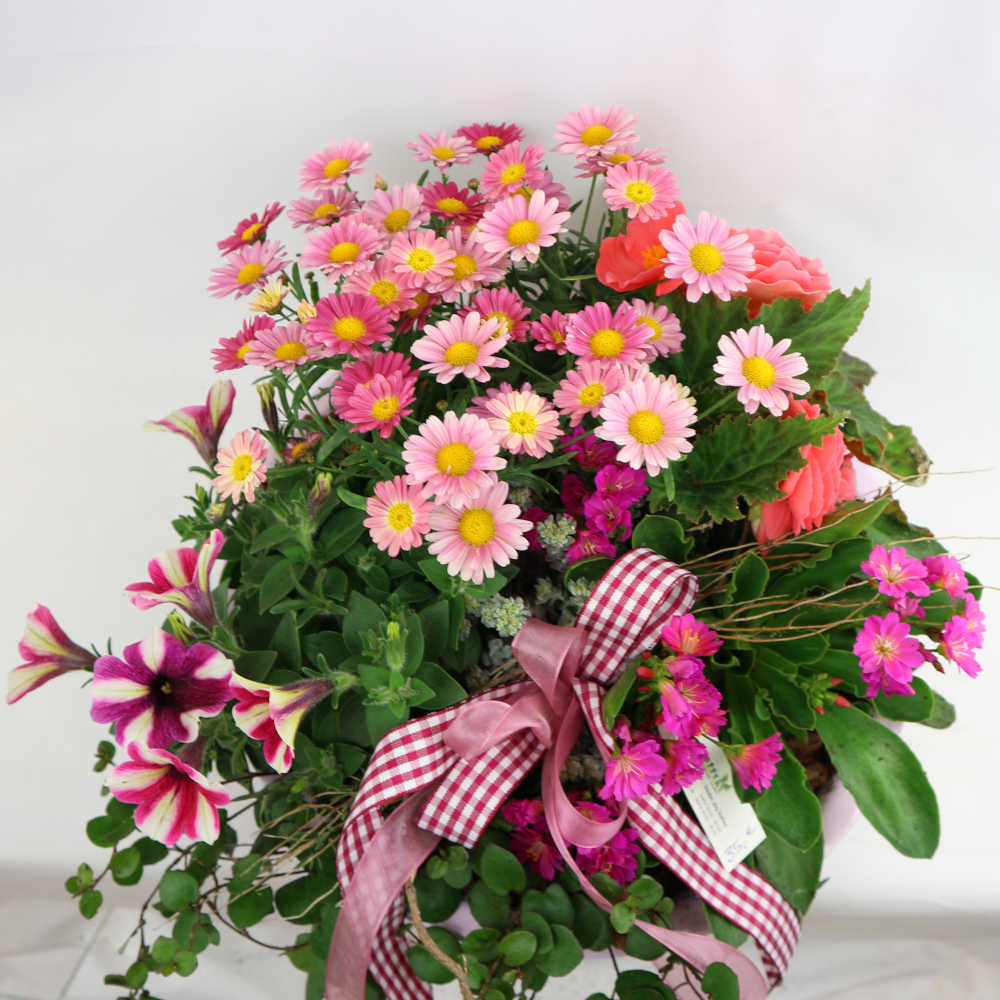 Eine üppig bepflanzte Schale in pink-rosa Farbtönen. Margeriten, Knollenbegonie und Petunie werden von Muehlenbeckia umgeben.