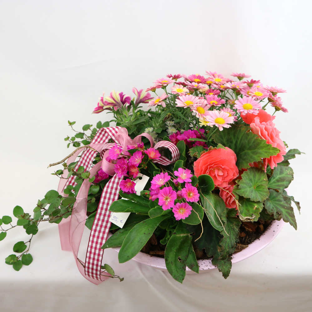 Eine üppig bepflanzte Schale in pink-rosa Farbtönen. Margeriten, Knollenbegonie und Petunie werden von Muehlenbeckia umgeben.