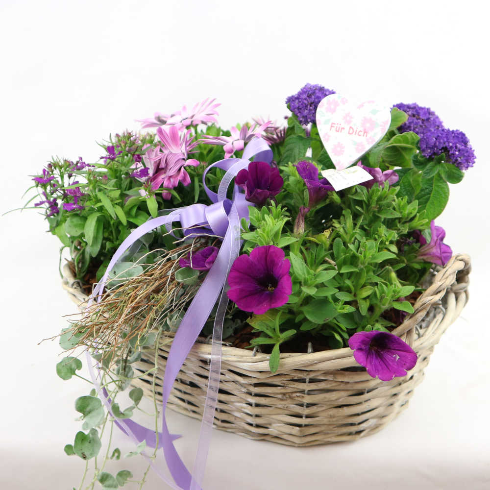  Diesen länglichen Flechtkorb haben wir mit Bornholmer Margerite, Petunie, Vanilleblume und Lobelie in lila Farbtönen bepflanzt. 