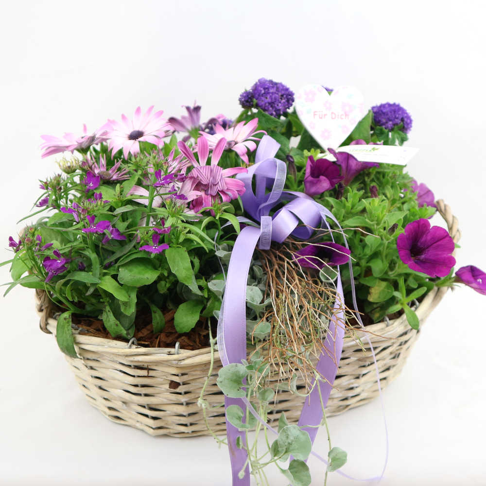 Diesen länglichen Flechtkorb haben wir mit Bornholmer Margerite, Petunie, Vanilleblume und Lobelie in lila Farbtönen bepflanzt.