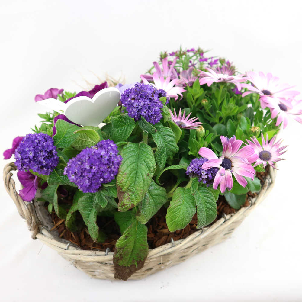 Diesen länglichen Flechtkorb haben wir mit Bornholmer Margerite, Petunie, Vanilleblume und Lobelie in lila Farbtönen bepflanzt.