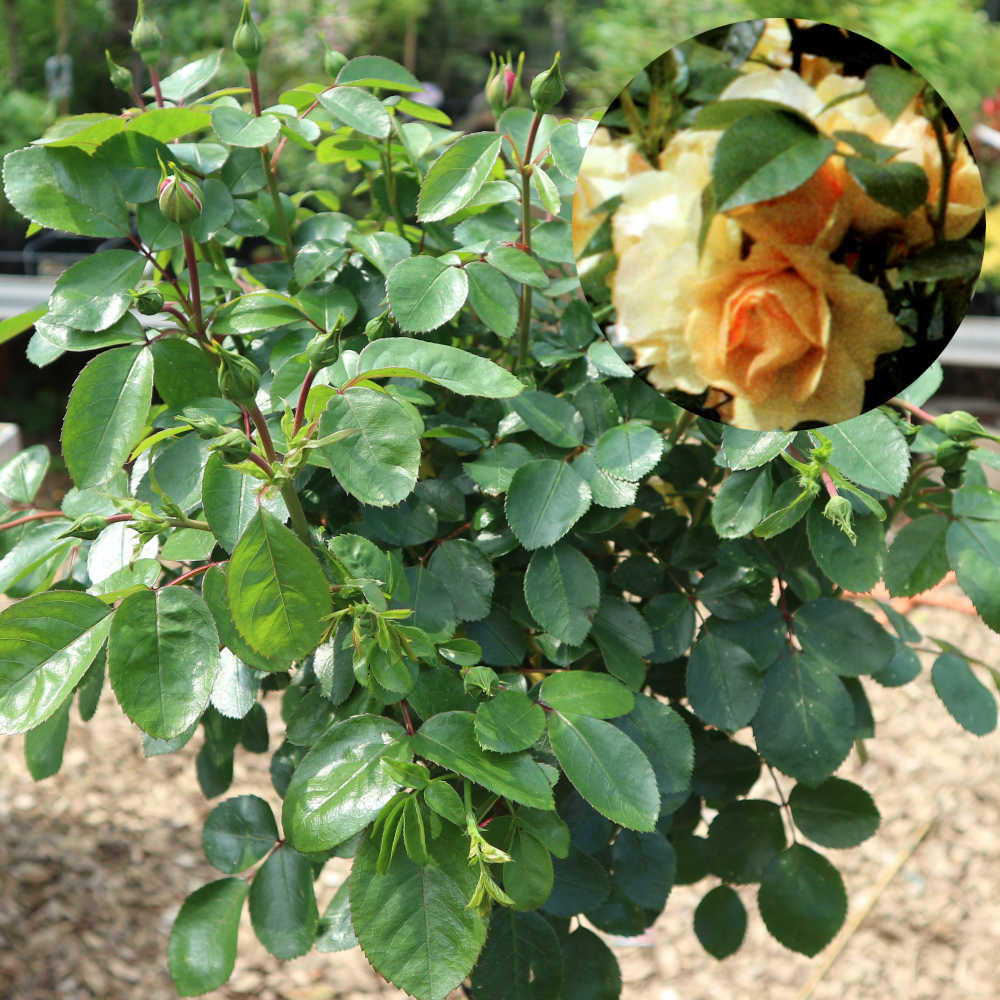  Eine ca. 125 Zentimeter hohe Strauchrose mit blass orangen Blüten. 
