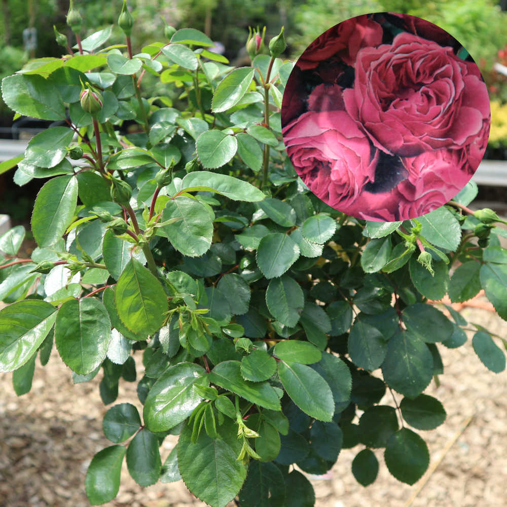  Eine ca. 125 Zentimeter hohe Strauchrose mit rosa Blüten. 