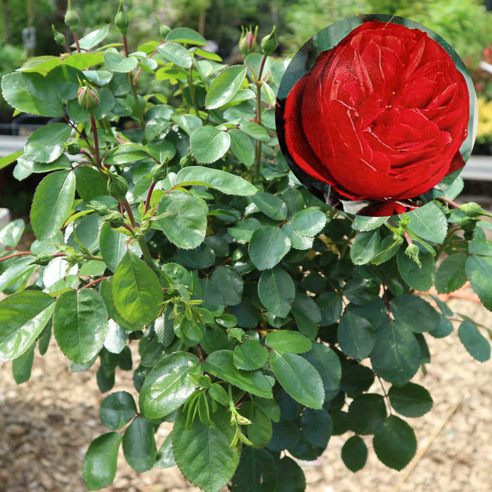  Eine ca. 125 Zentimeter hohe Strauchrose mit roten Blüten. 