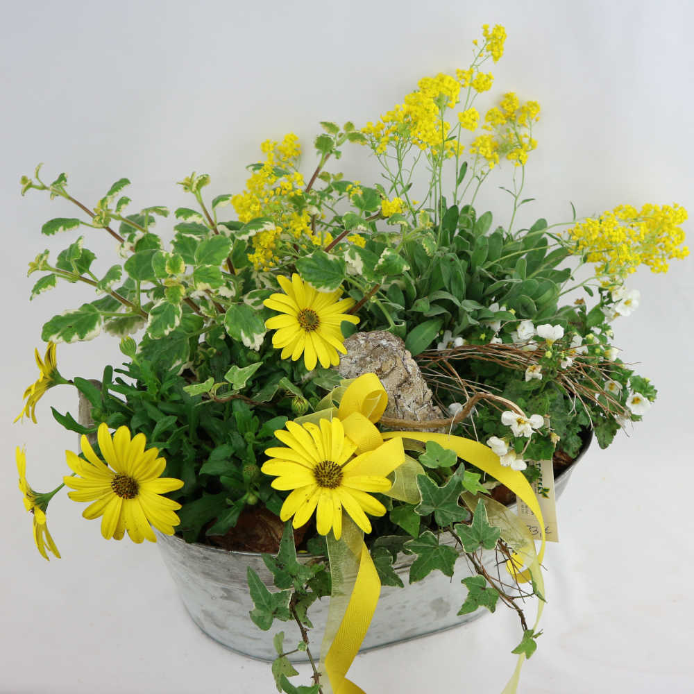  Eine ganze Zinkwanne voll Sommer! Ein bunter Mix, u.a. bestehend aus Bornholmer Margeriten, Bacopa, Efeu und Felsensteinkraut. 