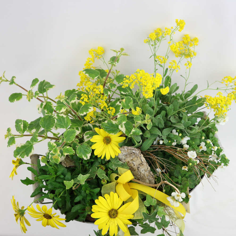 Eine ganze Zinkwanne voll Sommer! Ein bunter Mix, u.a. bestehend aus Bornholmer Margeriten, Bacopa, Efeu und Felsensteinkraut.