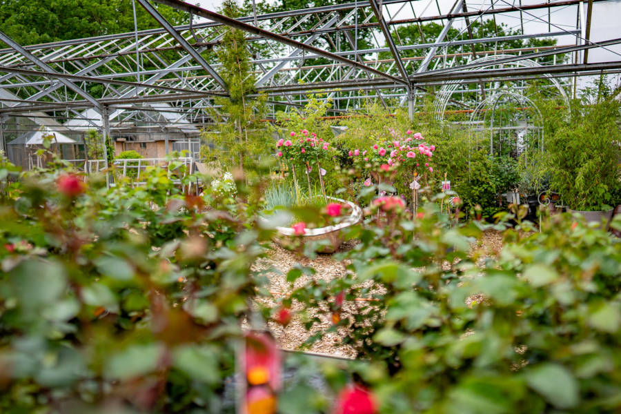 Freilandbereich der Gärtnerei Stoffers. Rosen, blühende Hochstämme, Bambus, Sträucher.