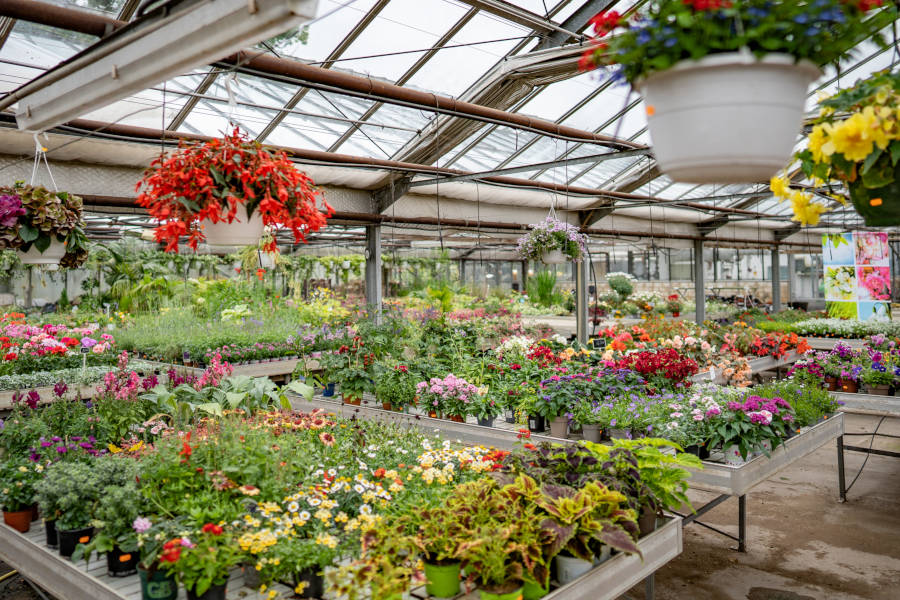Gewächshaus der Gärtnerei Stoffers. Blumenampeln, Outdoor-Pflanzen und blühende Stauden.