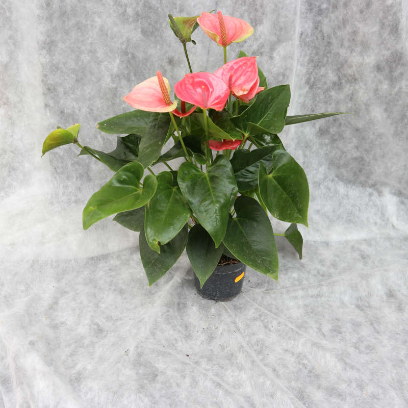 Fotoaufnahme von einer Anthurie, einer Zimmerpflanze mit kräfitgen, spitz zulaufenden, dunkelgrün glänzenden Blättern und rosa Blüten.