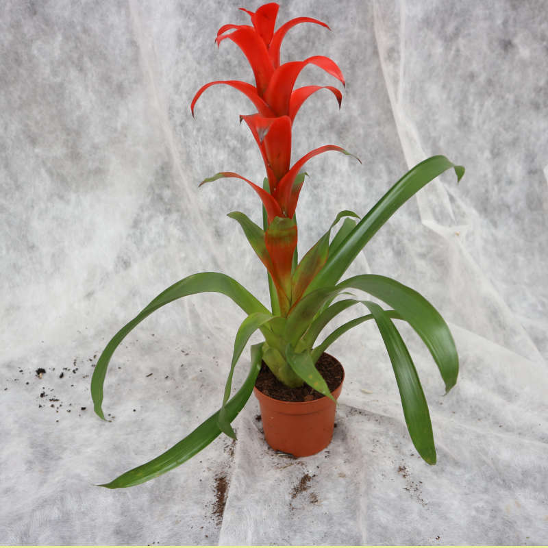 Bromelie Guzmania, Seitenansicht