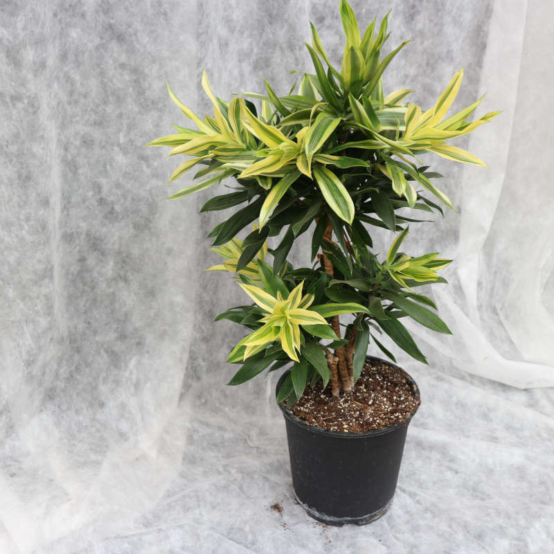 Fotoaufnahme von einer dracaena-deremensis / umgangssprachlich Drachenbaum.