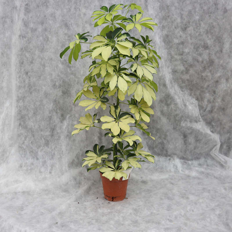 Fotoaufnahme von einer Schefflera, einer Zimmerpflanze mit cremeweißen Blättern.